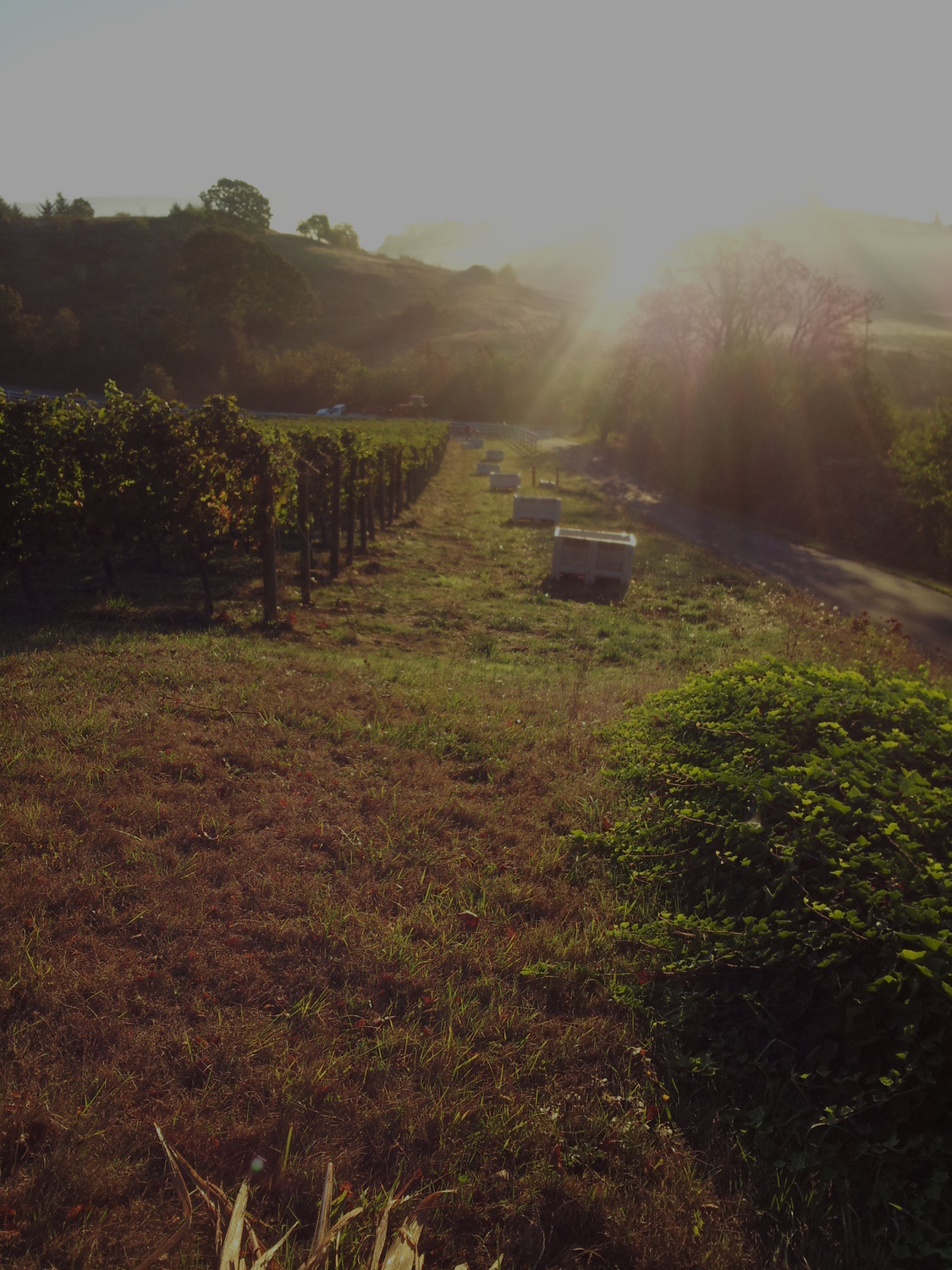 Picture of Greyhorse vineyard